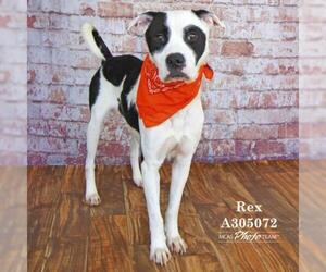 Medium Photo #1 Borador Puppy For Sale in Conroe, TX, USA