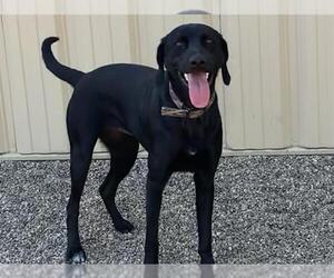 Labrador Retriever Dogs for adoption in Ames, IA, USA