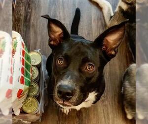 Border Collie-German Shepherd Dog Mix Dogs for adoption in Woodbridge, VA, USA
