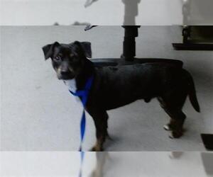 Chihuahua Dogs for adoption in San Francisco, CA, USA