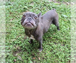 French Bulldog Dogs for adoption in Oak Bluffs, MA, USA