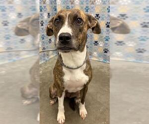 Mutt Dogs for adoption in Rosenberg, TX, USA