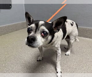 Chihuahua-Unknown Mix Dogs for adoption in Las Vegas, NV, USA
