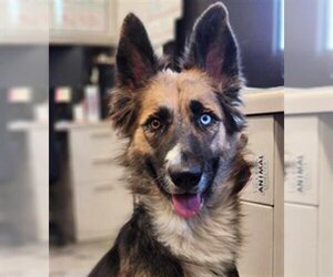 Border-Aussie Dogs for adoption in Stockton, CA, USA