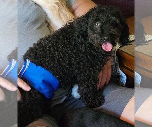Poodle (Miniature)-Unknown Mix Dogs for adoption in Cuyahoga Falls , OH, USA