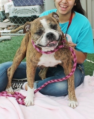 Boxer Dogs for adoption in Beverly Hills, CA, USA