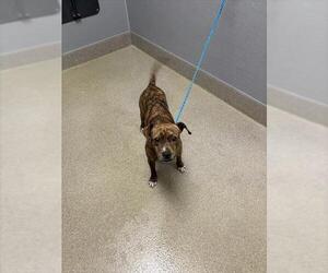 Mutt Dogs for adoption in Las Vegas, NV, USA