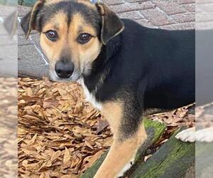 Beagle Dogs for adoption in Wadena, MN, USA