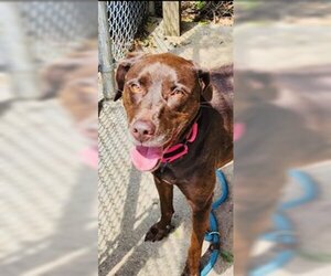 Labrador Retriever-Unknown Mix Dogs for adoption in Gainesville, GA, USA