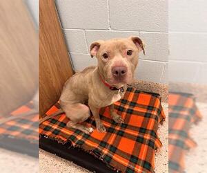 American Pit Bull Terrier Dogs for adoption in Brighton, CO, USA