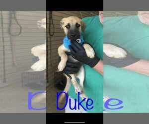 Black Mouth Cur-Unknown Mix Dogs for adoption in Brooksville, FL, USA