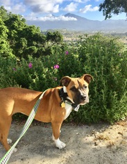 Bullboxer Pit Dogs for adoption in Mission viejo, CA, USA