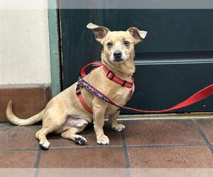 Chihuahua-Unknown Mix Dogs for adoption in Pasadena, CA, USA