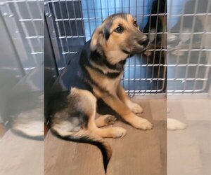 Shepradors Dogs for adoption in Harrison, AR, USA