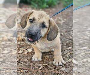 Basset Hound-Unknown Mix Dogs for adoption in Wakefield, RI, USA