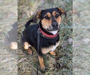 Mutt Dogs for adoption in Kewanee, IL, USA