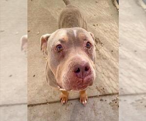 Mutt Dogs for adoption in Tulsa, OK, USA