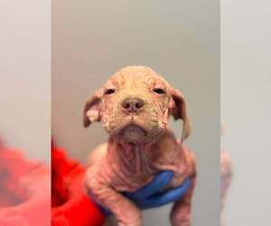 Mutt Dogs for adoption in New York, NY, USA
