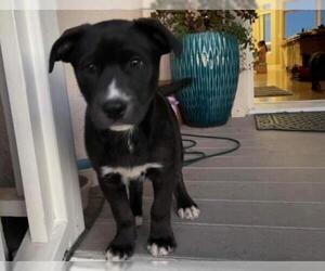 Shepradors Dogs for adoption in San Martin, CA, USA