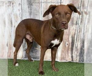 Boxador Dogs for adoption in Conroe, TX, USA