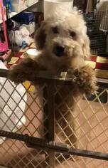 Poodle (Miniature)-Unknown Mix Dogs for adoption in Blakeslee, PA, USA