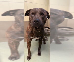 American Pit Bull Terrier-Unknown Mix Dogs for adoption in Riverside, CA, USA