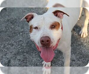 Bullypit Dogs for adoption in Fort Lauderdale, FL, USA