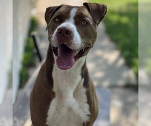 American Pit Bull Terrier Dogs for adoption in Milford , IA, USA