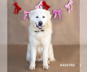 Great Pyrenees-Unknown Mix Dogs for adoption in Conroe, TX, USA