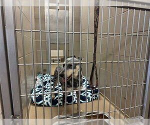 Mutt Dogs for adoption in Decatur, IL, USA