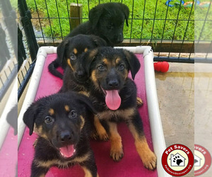 German Shepherd Dog Dogs for adoption in Shreveport, LA, USA