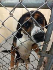 Treeing Walker Coonhound Dogs for adoption in Salisbury, NC, USA