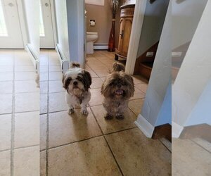 Shih Apso Dogs for adoption in New London, WI, USA