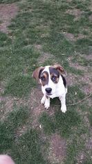Boxador Dogs for adoption in Merriam, KS, USA