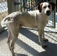Lab-Pointer Dogs for adoption in Hilton Head, SC, USA