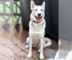 Siberian Husky Dogs for adoption in Warwick, RI, USA