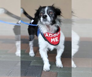 Papillon Dogs for adoption in Mission Viejo, CA, USA