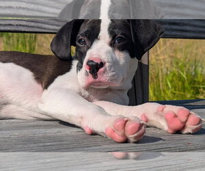 Bulldog-Labrador Retriever Mix Dogs for adoption in SHERBURNE, NY, USA