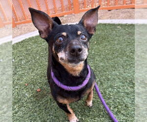 Chihuahua-Unknown Mix Dogs for adoption in Las Vegas, NV, USA
