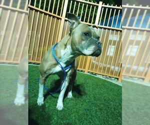 American Pit Bull Terrier-Unknown Mix Dogs for adoption in Las Vegas, NV, USA