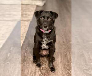 Australian Cattle Dog-Border Collie Mix Dogs for adoption in McKinney, TX, USA