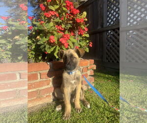Mutt Dogs for adoption in Menifee, CA, USA