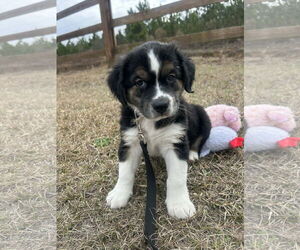 Mutt Dogs for adoption in Tarrytown, GA, USA