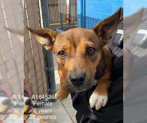 Chihuahua-Unknown Mix Dogs for adoption in Calgary, Alberta, Canada