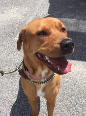 Labrottie Dogs for adoption in Virginia Beach, VA, USA