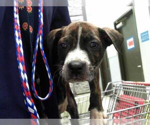 American Pit Bull Terrier-Unknown Mix Dogs for adoption in Tulsa, OK, USA