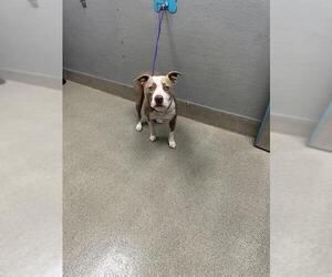 Mutt Dogs for adoption in Las Vegas, NV, USA