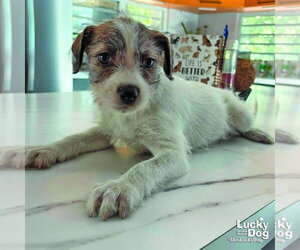 Mutt Dogs for adoption in Washington, DC, USA