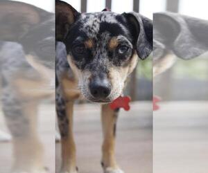 Chiweenie Dogs for adoption in Cedar Rapids, IA, USA