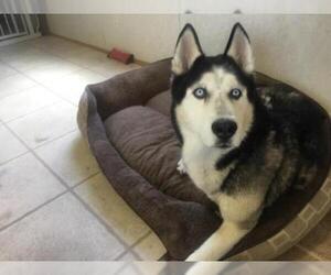 Siberian Husky Dogs for adoption in Evergreen, CO, USA